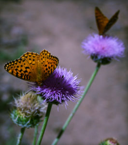 God said, "I give you every seed-bearing plant on the face of the whole earth...