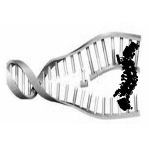 Restore your DNA!
