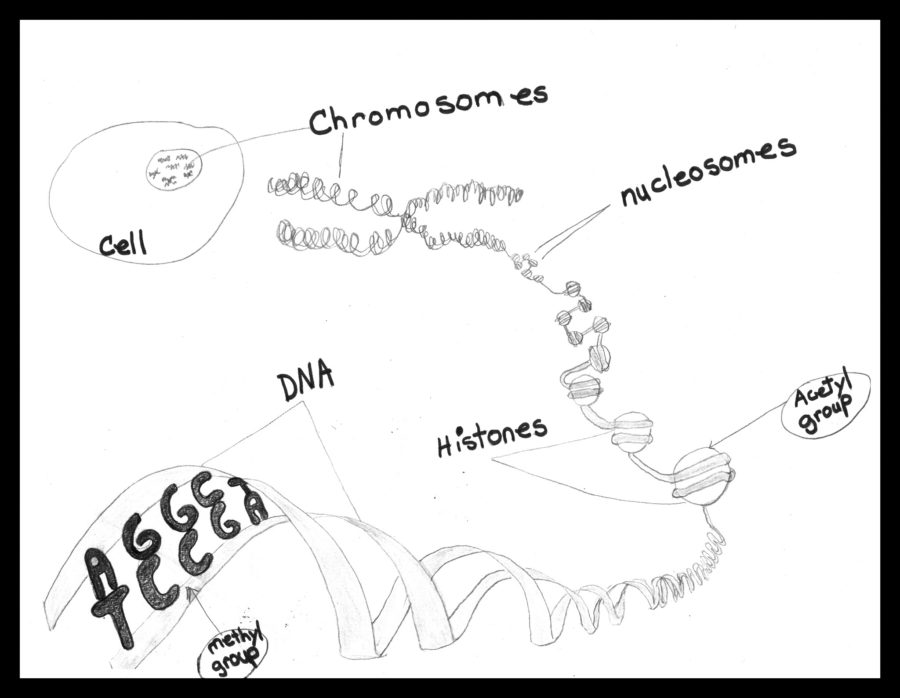 Changes in lifestyle change how your DNA is used!